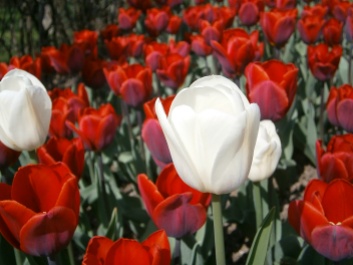 tulips13